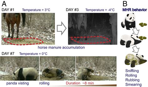 Why Wild Giant Pandas Frequently Roll In Horse Manure Pnas