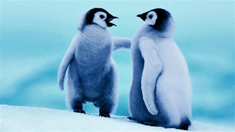 Baby Penguin Desktop Wallpaper