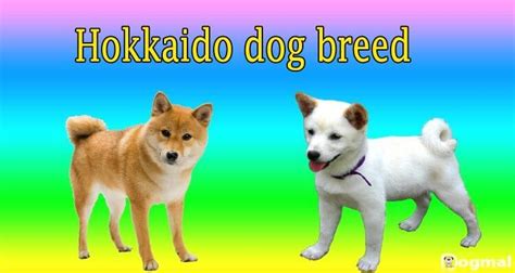 Hokkaido Dog Characteristics Appearance And Pictures