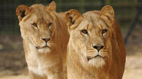 African Lion Facts Zoological Society Of London Zsl
