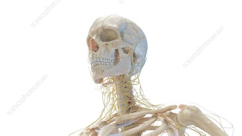 Human Skull And Nerves Illustration Stock Image F0385474
