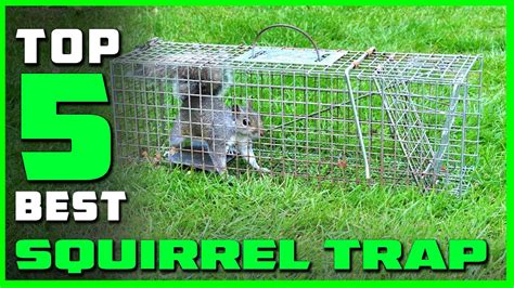 Top 5 Best Squirrel Traps In 2023 Review Dont Buy Before Watching