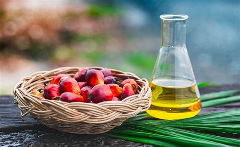 Palm oil, and in particular red palm oil has been renowned for its health benefits. Palm Oil - sources, health benefits, nutrients, uses and ...