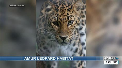 New Amur Leopard Habitat At The Roosevelt Park Zoo Youtube