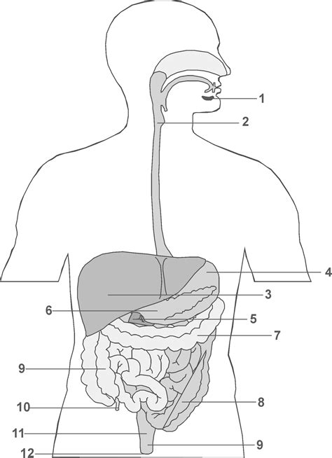 The Digestive System Unlabeled Diagram