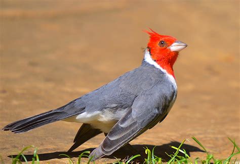 Red Crested Cardinal Or Brazilian Cardinal Paroaria Coron Flickr