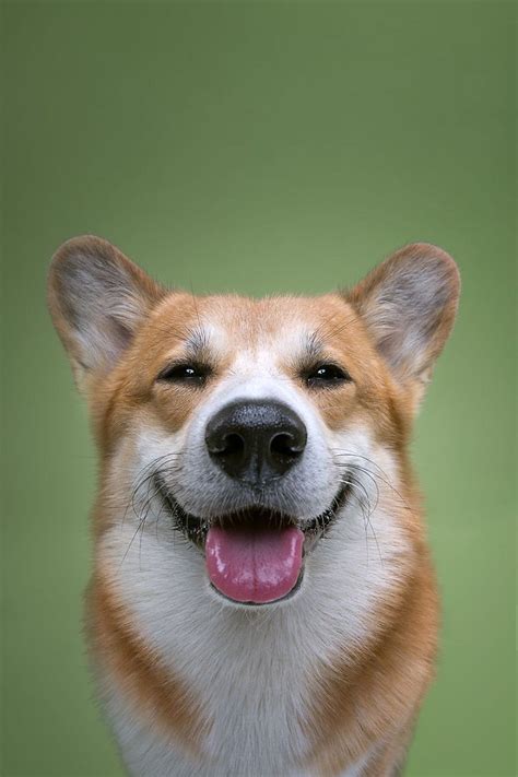 Les Portraits Expressifs De Chiens Dog Personality Dog Portraits