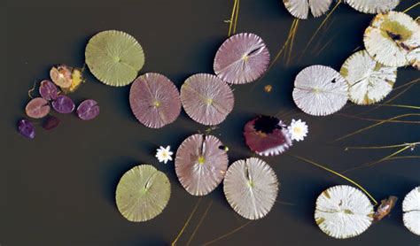 Water Lily Top View Stock Photos Pictures And Royalty Free Images Istock