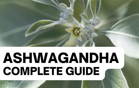 Ashwagandha Questions Answered The Complete Guide