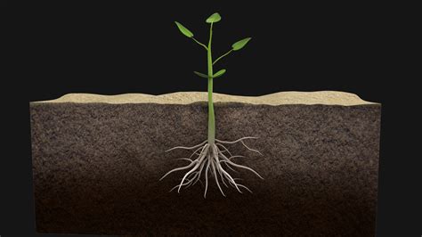 Seed Grow Plant Animation 3d Model Turbosquid 1656316