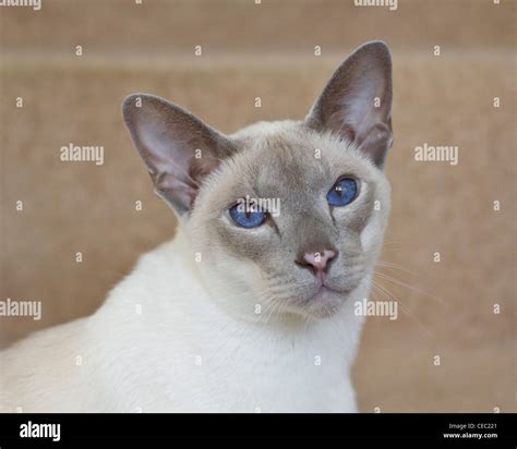 Blue Point Siamese Cat Stock Photo Alamy