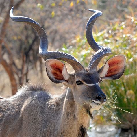 Free Image On Pixabay Botswana Wild Animal Khudu Djur Vilda Djur