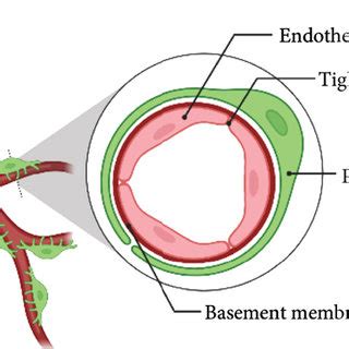 A Schematic Diagram Of Transverse Section In Blood Brain Barrier