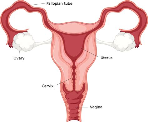 5 Parts Of Female Reproductive System
