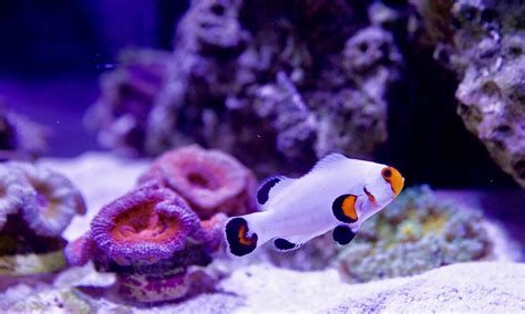 Wyoming White Clownfish Ocellaris Canberra Aquarium