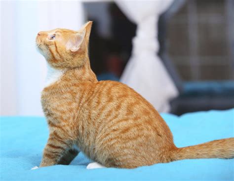 20 Interesting Facts About The Beautiful Orange Tabby Cat Cat Appy