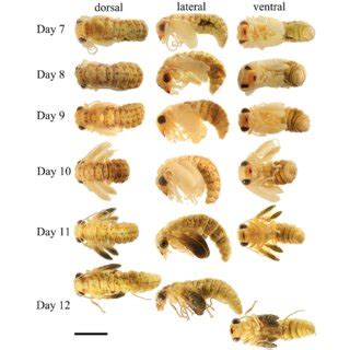 Cephalic Musculature Of The Larvae Of Chrysopa Pallens Rambur Download Scientific Diagram