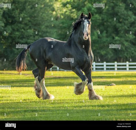 Shire Draft Horse Stallion Stock Photo 101846561 Alamy