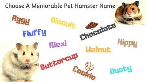 Girl And Boy Hamster Names 460 Names For Hamsters Petsium