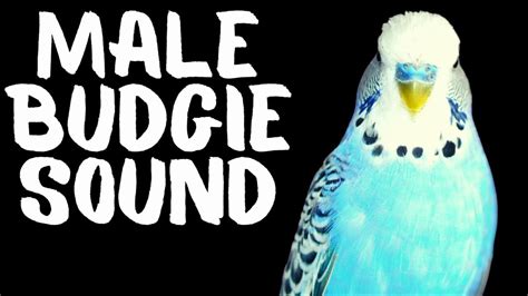 Male Budgie Sounds Budgie Chirping Budgerigar Singing Youtube