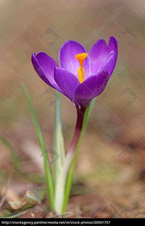 Violetter Krokus Im Frühling Stockfoto 20501757 Bildagentur