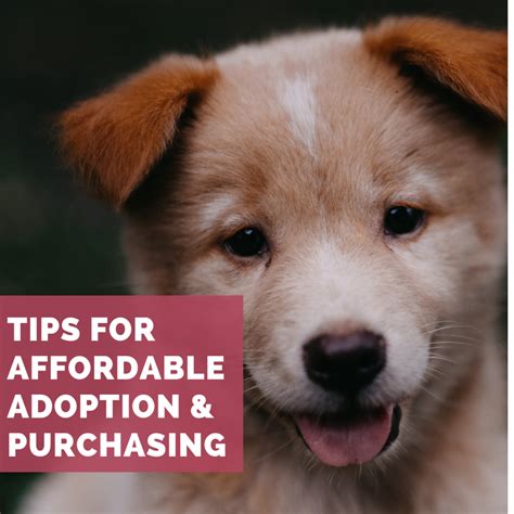 Regular veterinary care, such as vaccination and checkups cost around $70 to $200, while emergency visits and chronic disease treatments like chemotherapy, heart disease treatments. The Best Places to Find a Really Cheap Puppy | PetHelpful