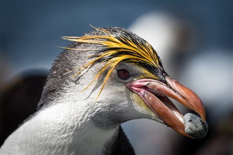 Calling All Penguins Three Years Ago Doug Gimesy Editors