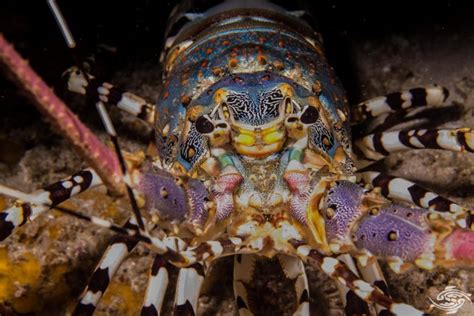 Ornate Spiny Lobster Facts And Photographs Seaunseen