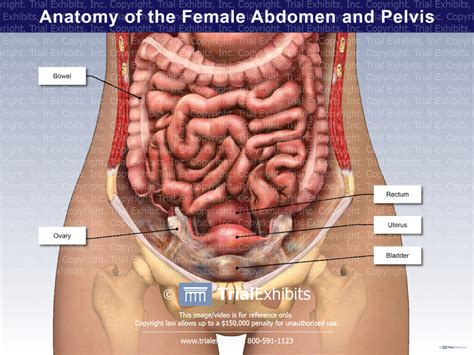 Female Abdominal Anatomy Diagram Abdominal Anatomy This Diagram