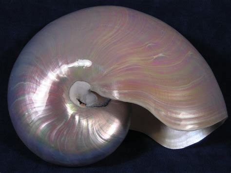 Chambered Nautilus Shells Nautilidae