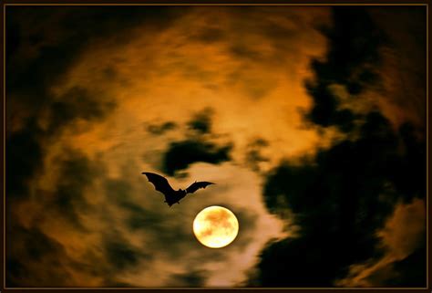 1920x1080px 1080p Free Download Bat Moon Moon Bat Clouds Sky