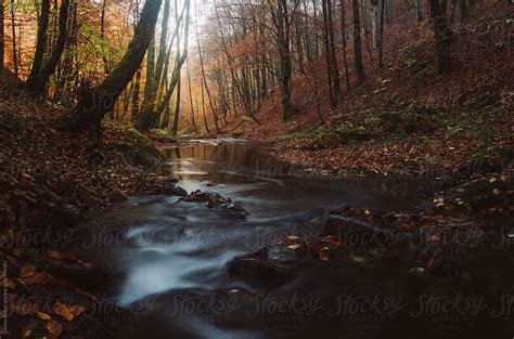 Autumn In A Forest With River After The Fall By Stocksy Contributor