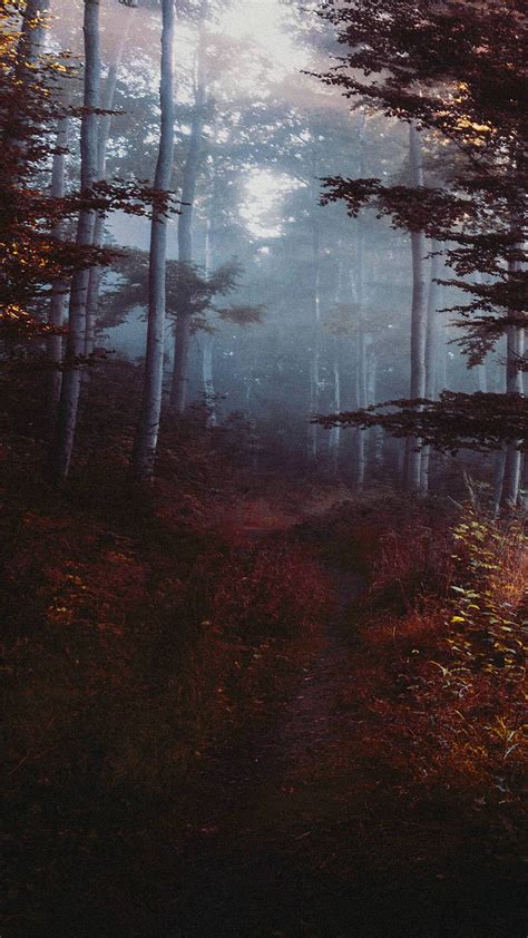 Red Leaves Tree On Forest During Daytime Dark Red Nature Forest