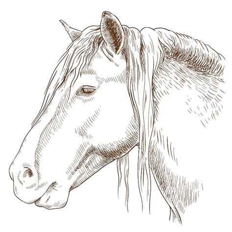 Premium Vector Engraving Illustration Of Horse Head