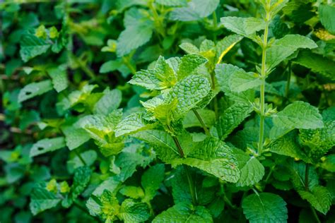 5 Herbs To Plant In Early Spring