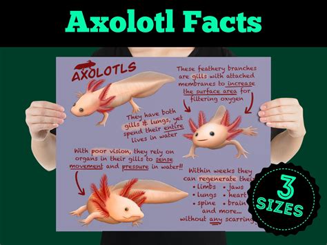 What Makes Axolotls Unique Their Ability To Survive In Both Freshwater