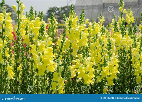 Yellow Of Snapdragon Stock Photo Image Of Background 140117048