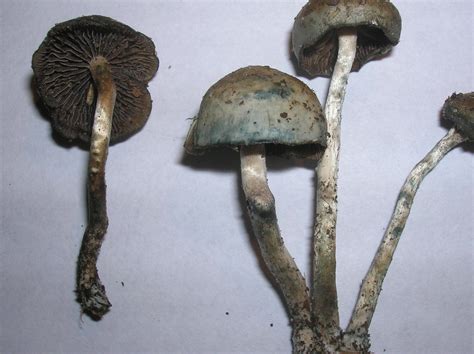 Id Request Psilocybe Baeocystis Mushroom Hunting And Identification