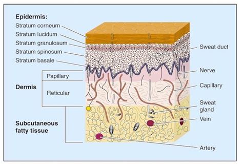 Layers Skin Anatomy Skin Tissue Integumentary System