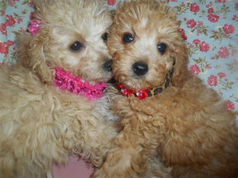 We never follow any breeding practice in which the health of innocent dogs and puppies is. Maltipoo Puppies For Sale | Detroit, MI #148355 | Petzlover