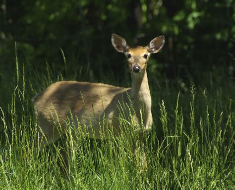 Minnesota Seasons Whitetail Deer