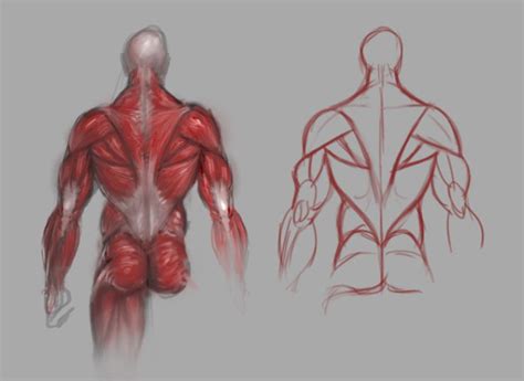 Back Muscles Study By GuillermoRamirez On DeviantArt Concept Art Gallery Drawings Art Reference