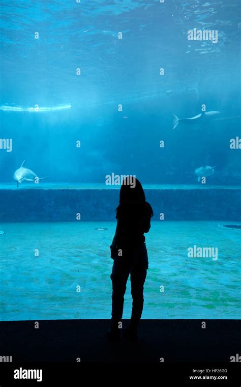 Dolphins In The Aquarium Stock Photo Alamy
