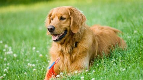 Golden Retriever Dog Breed Information Petsupdate