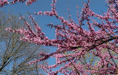 Visit My Garden Spring Flowering Trees