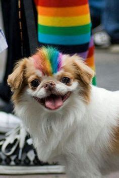 This item sunshine mill sportsman's pride premium puppy food. rainbow dog
