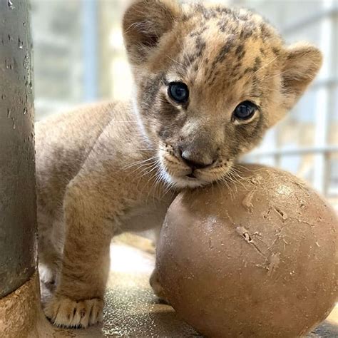 Adorable Video Muestra A Papá León Conociendo A Su Nuevo Cachorro Por