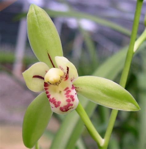 Cymbidium Ensifolium Orchidweb