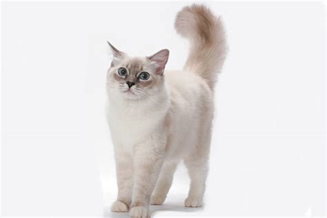 Tabby cat five cute kittens include first vaccine, deworm, and one cat bag if you are interested, plz text 5197813389 for viewing. The Ragdoll Cat — All About This Fascinating Cat Breed ...