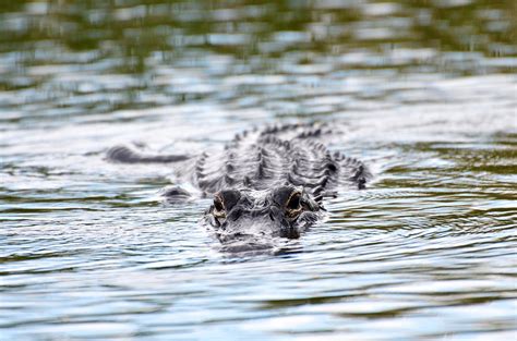 Alligator Investigation Photograph By Catherine Murton Pixels